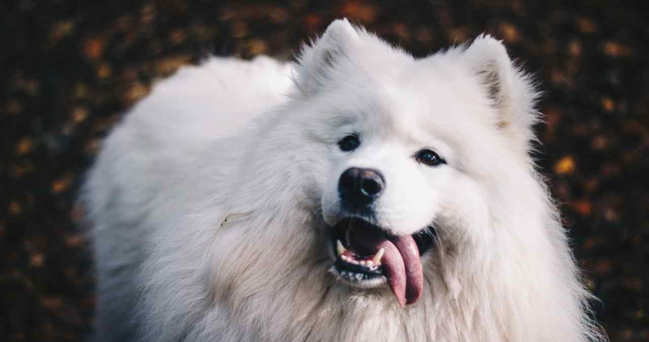 Samoieda é um cão de raça grande