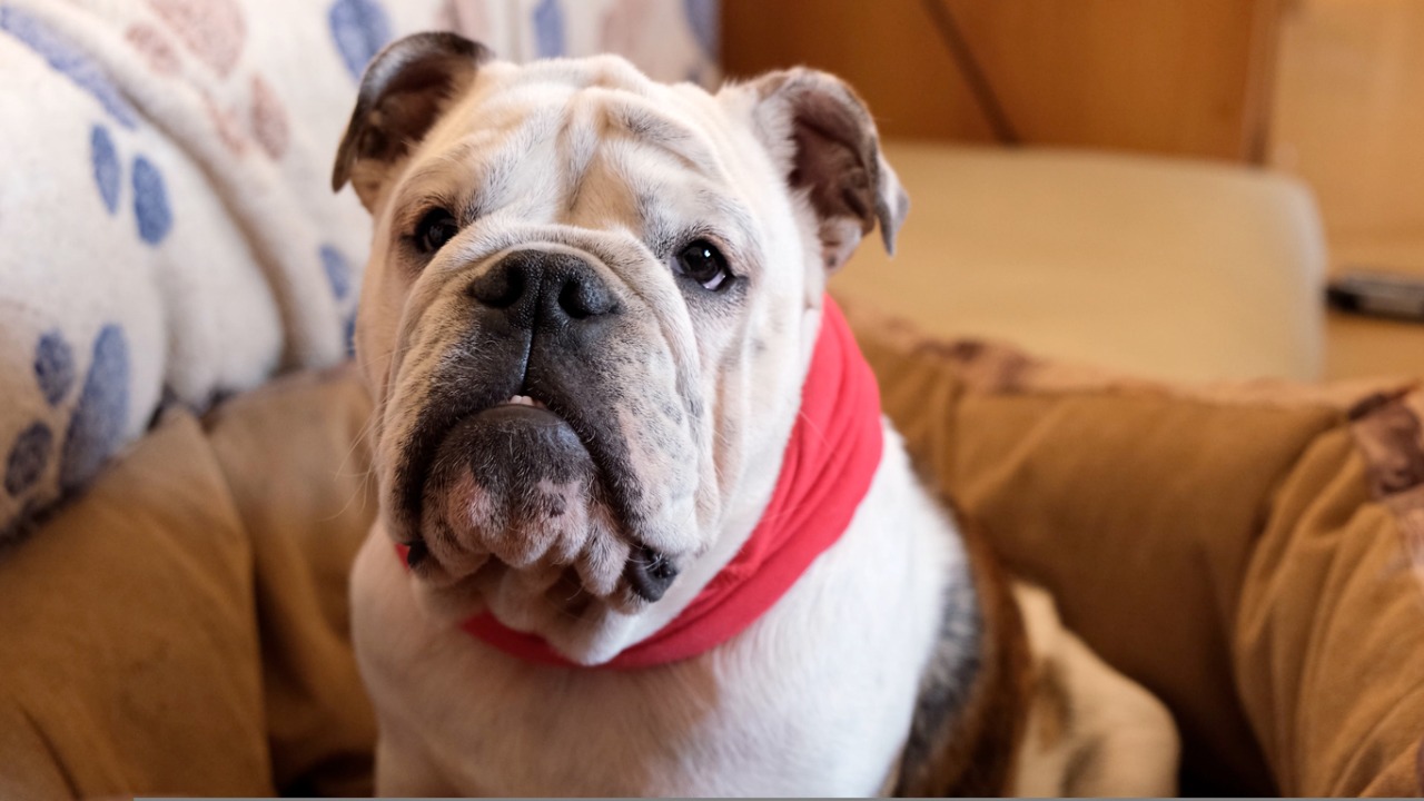 Os cachorros Shar pei necessitam de uma higiene especial