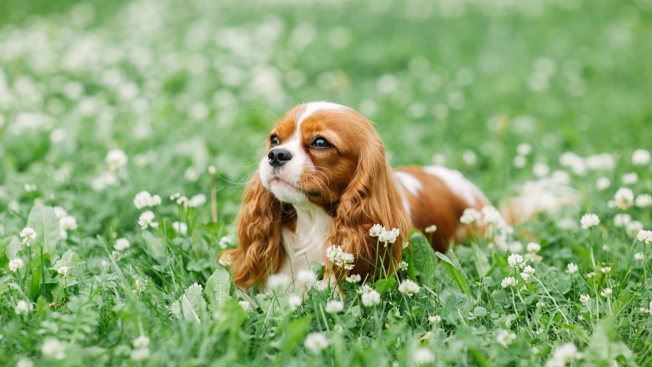 raças de cachorro com saúde frágil - cavalier