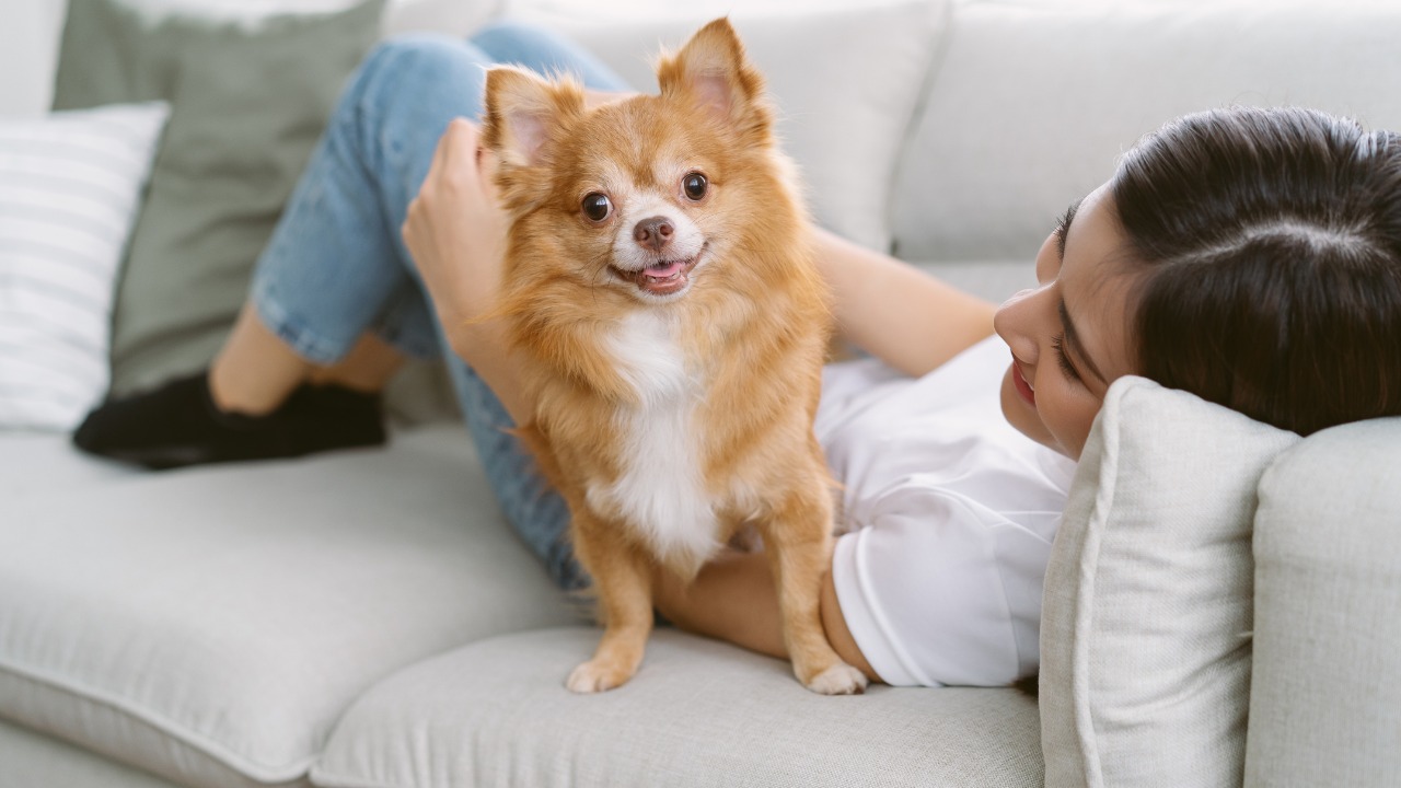 Chihuahua é uma das menores raças que existe