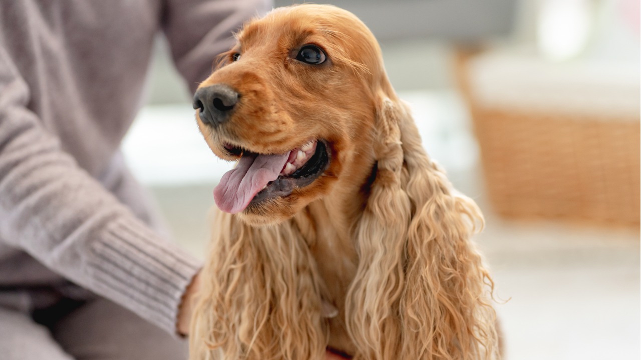 Cães da raça Cocker Spaniel demanda de uma alta carga de exercícios