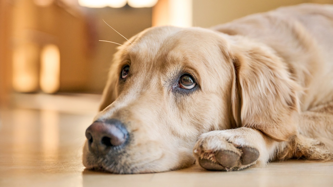 O Golden Retriever é uma opção para se ter em apartamento apesar do tamanho