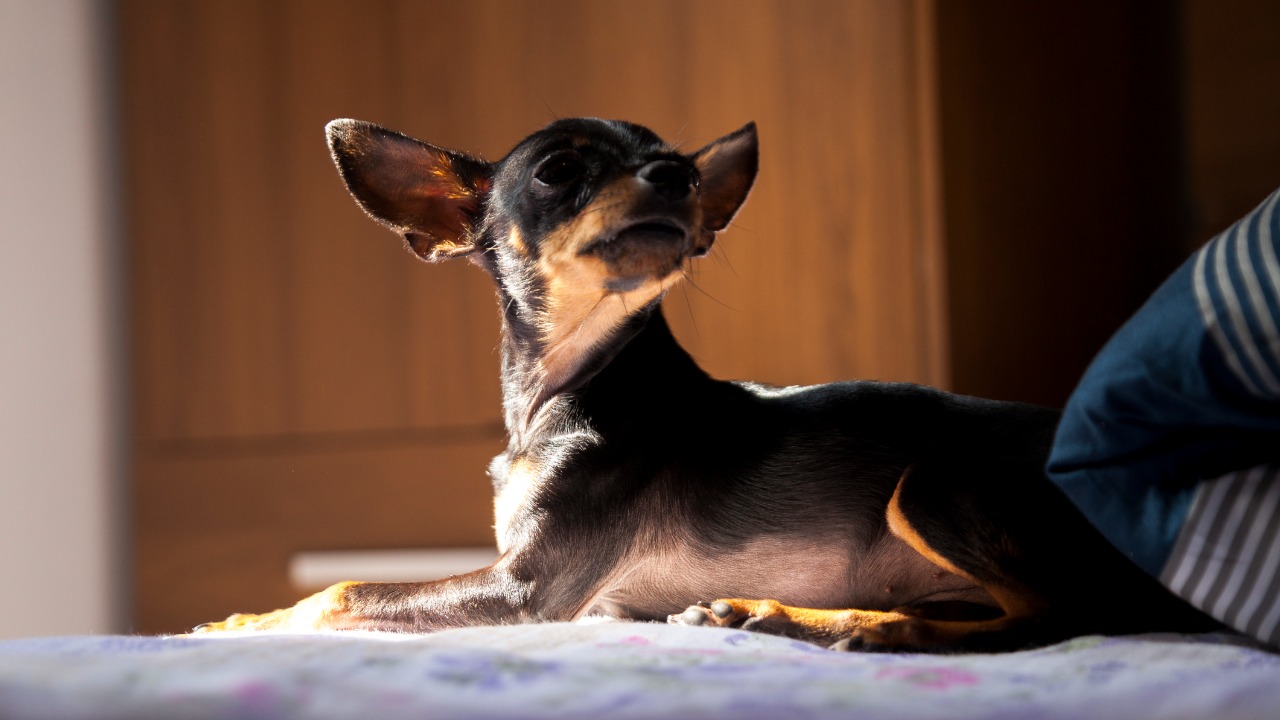 O Pinscher precisa de cuidados para não estranhar visitas