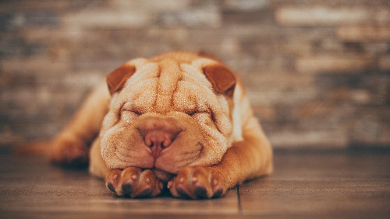 Os cachorros Shar pei necessitam de uma higiene especial