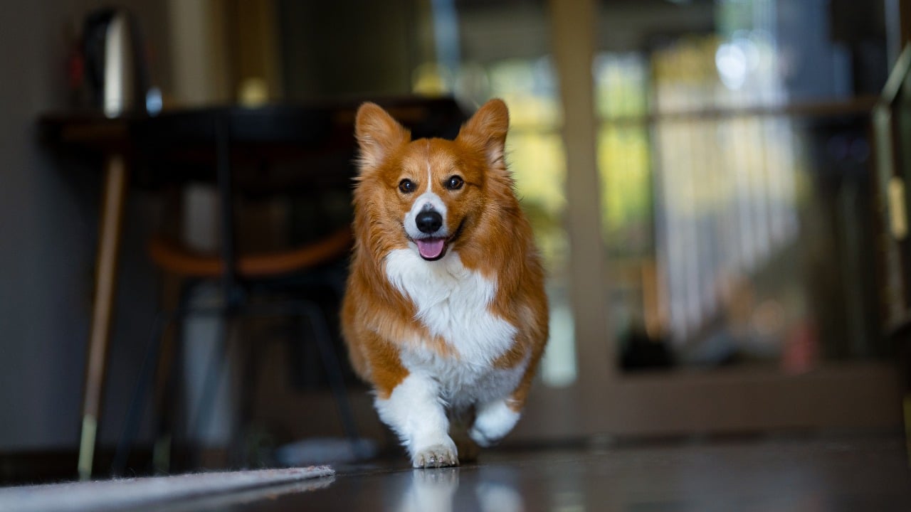 Os cães da raça Corgi sempre procuram agradar o seu tutor