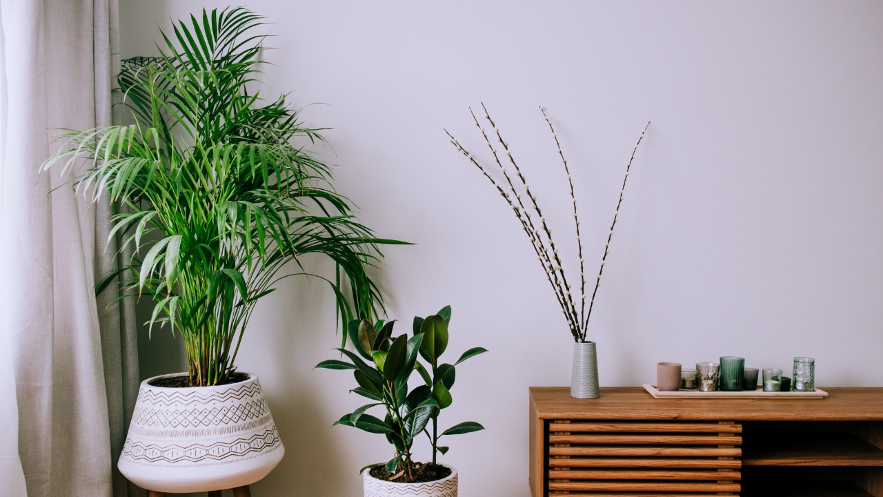 Plantas decorativas