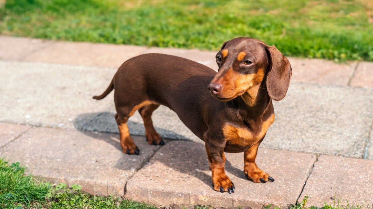 Raças de cachorro com saúde frágil - salsicha