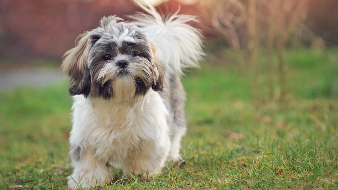 Shih-tzu são carinhosos mas demandam cuidados especiais com os pelos