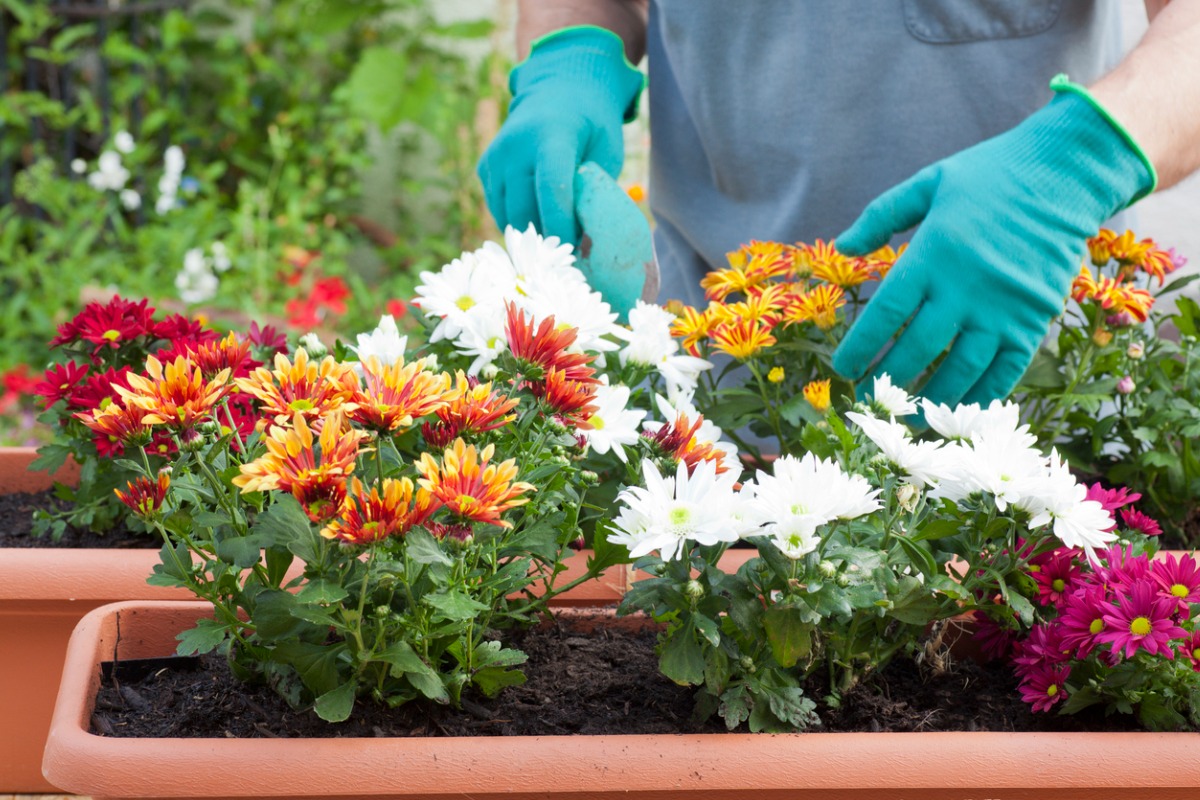 Um benefício das plantas não muito conhecida é sua ação inseticida. Imagem: ArtmannWitte/iStock