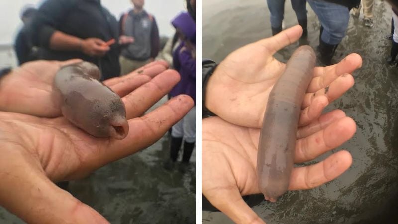 Os peixes-pênis encontrados na Argentina medem aproximadamente 25 centímetros.