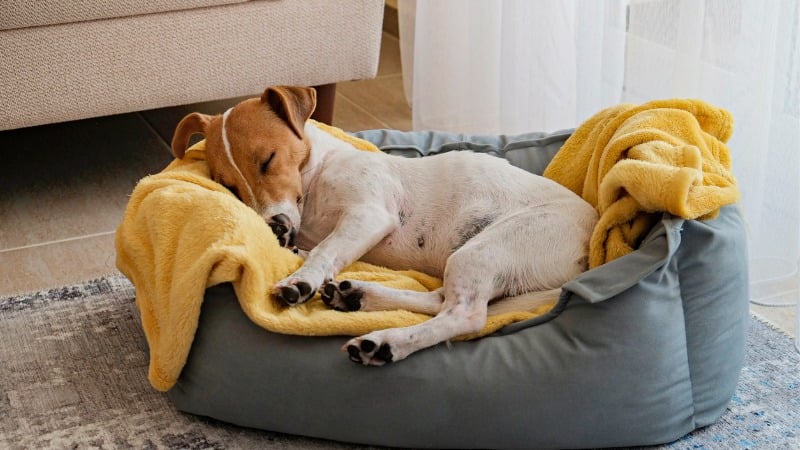 Animal e fiel, o cachorro é uma ótima companhia.