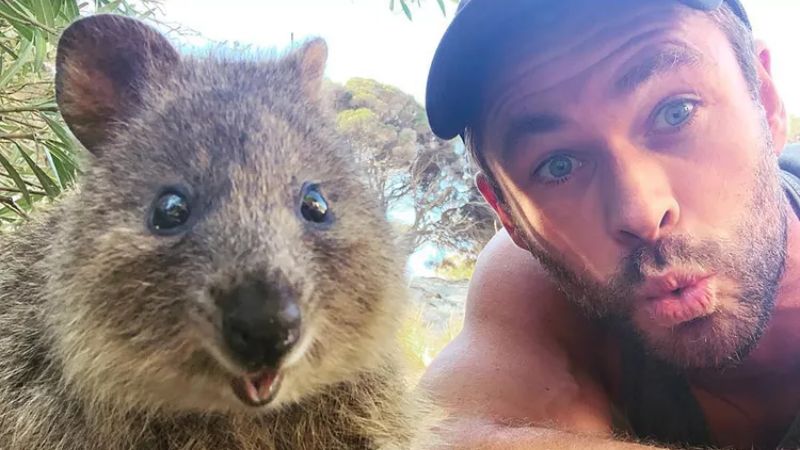 Um Quokka ao lado do ator Chris Hemsworth.