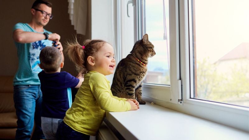 gatos com famílias