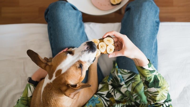 Cachorro comendo banana.