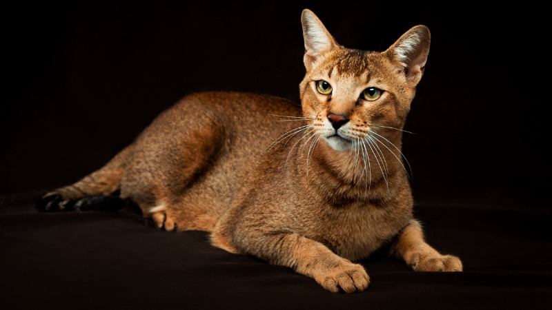 Gato chausie.