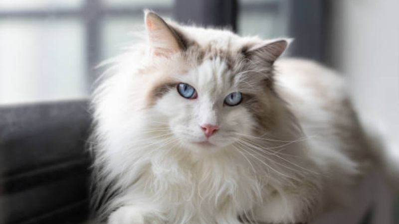 raça ragdoll de gatos