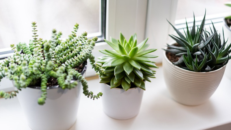 As suculentas são ótimas plantas para quem está começando a adotar estes vegetais na decoração.