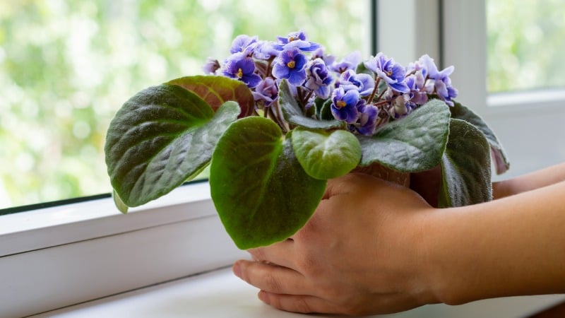 As violetas são belíssimas para decoração de móveis.