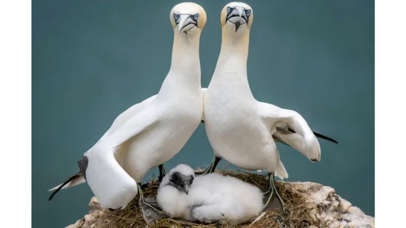 Foto de aves em famíalia.