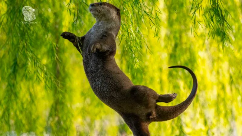 Lontra em posição curiosa.