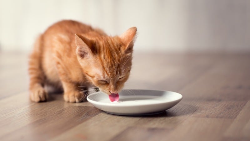 Gato se alimentando.