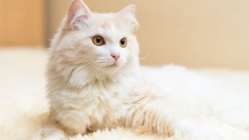 gatos angora