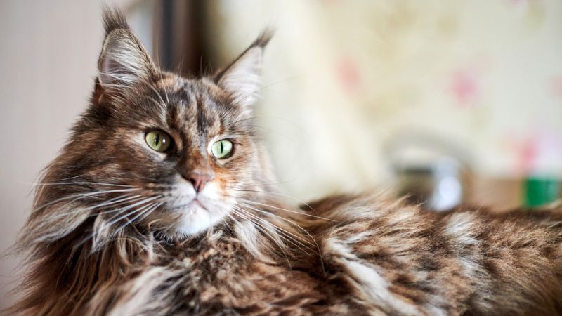 gatos maine coons