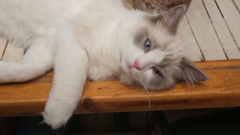 gatos ragdoll