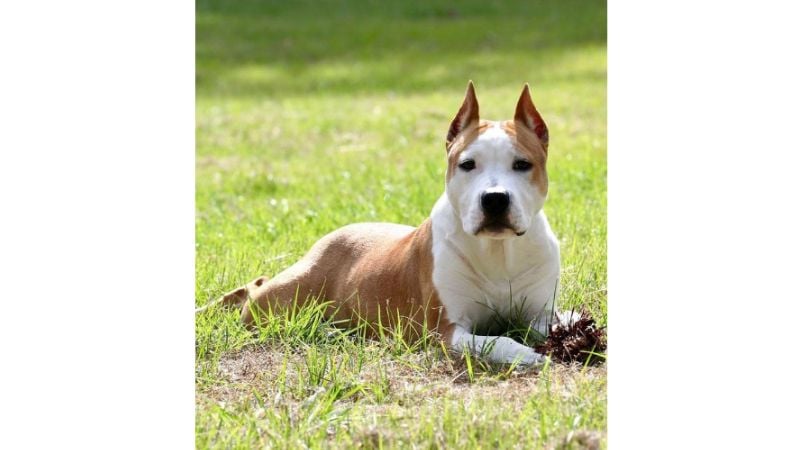 Imagem de cachorro proibido no Brasil.