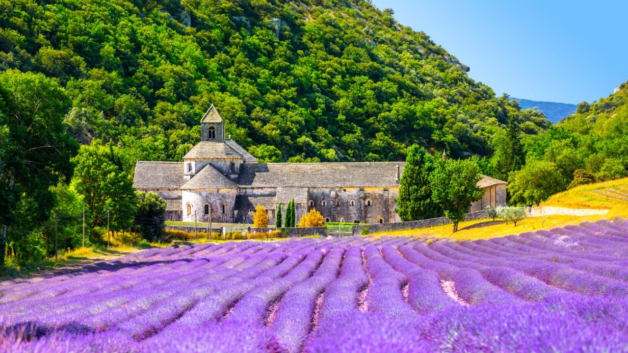 Campo de lavanda em frente a uma casa.