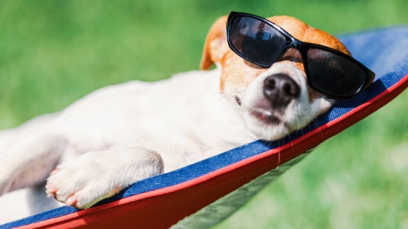 cachorro na praia