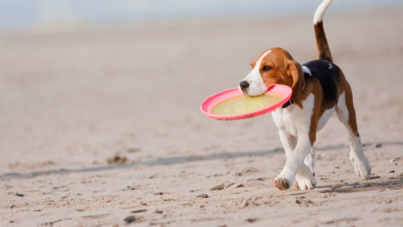 cachorro na praia