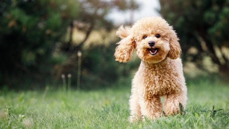 cachorro da raça poodle em cor marrom correndo em direção à câmera