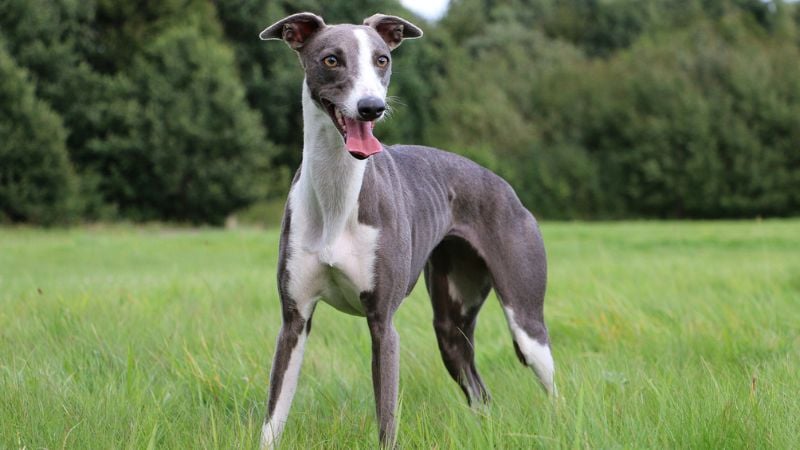 cachorro da raça whippet cinza olhando para a câmera e na grama