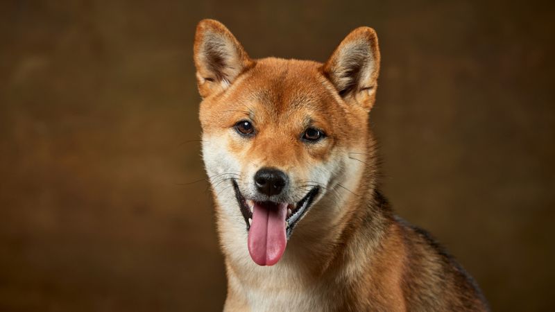 akita inu