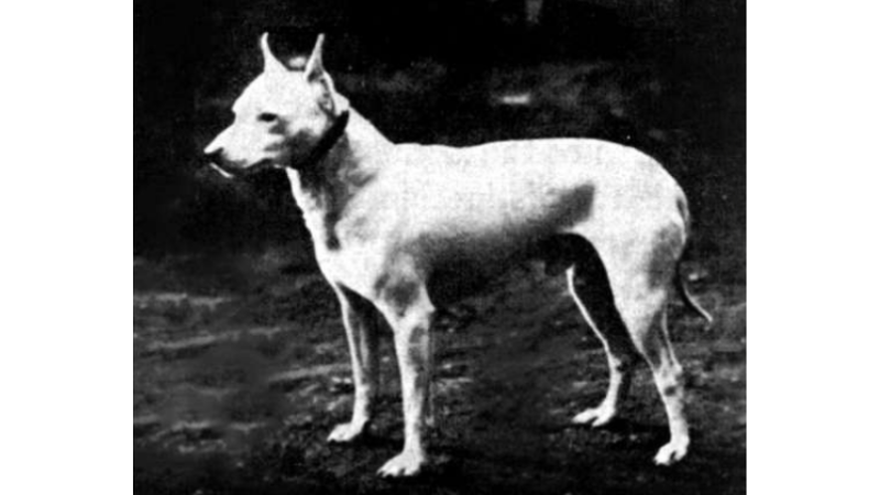 Cão extinto.