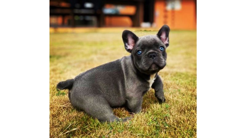 Cão silencioso.