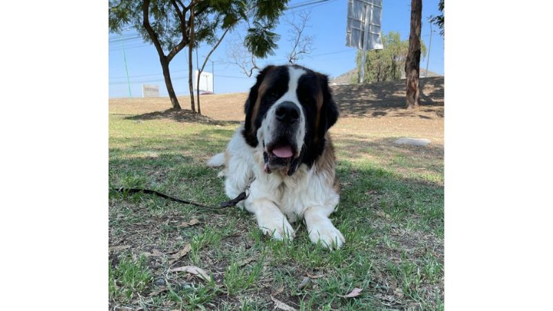 Cão silencioso.