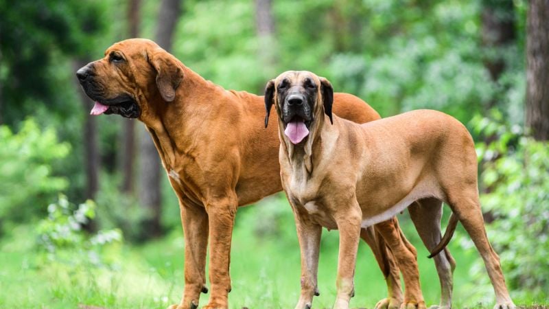 fila brasileiro