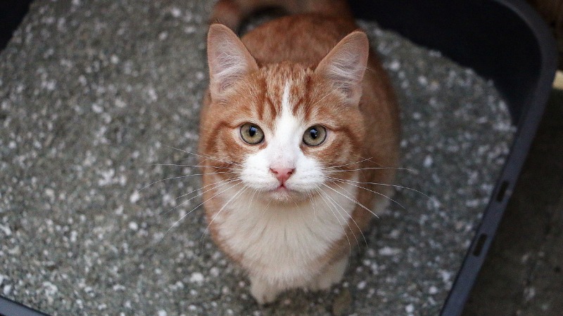 gato na caixa de areia