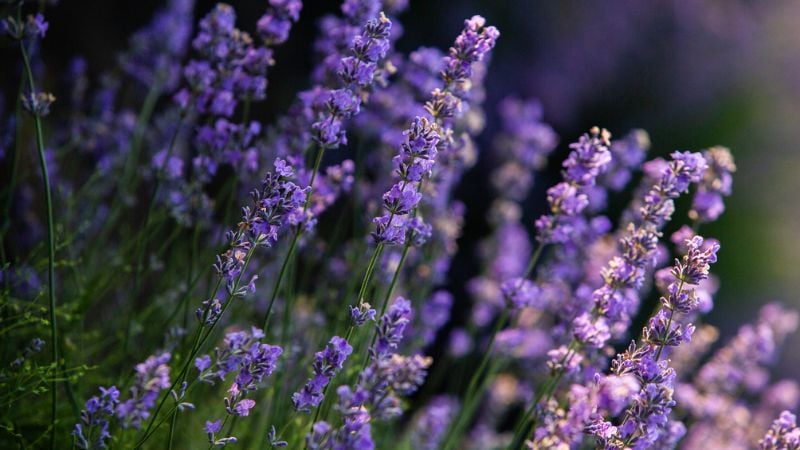 lavanda