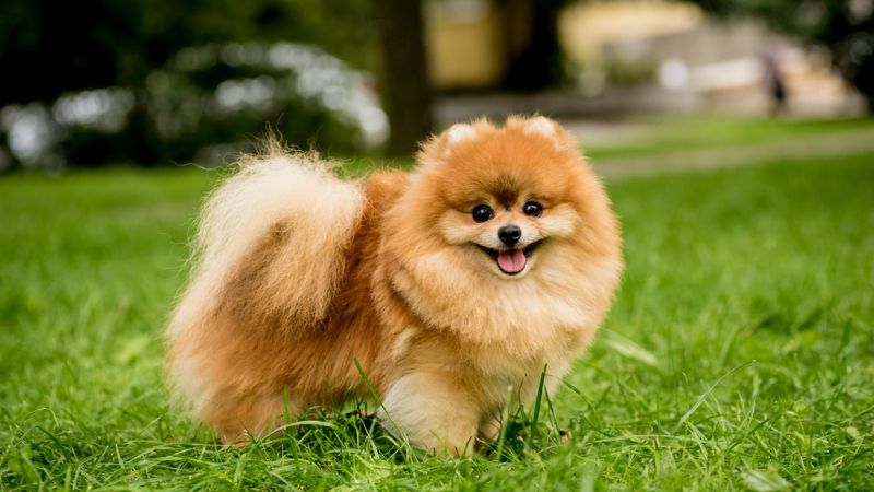 lulu da pomerania