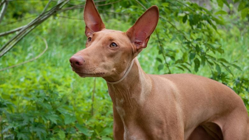 pharaoh hound