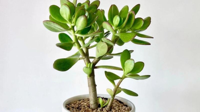 planta jade