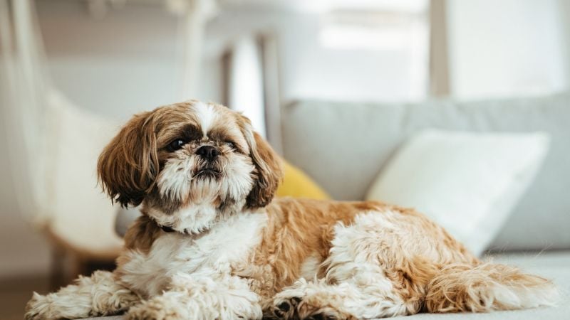 shih tzu