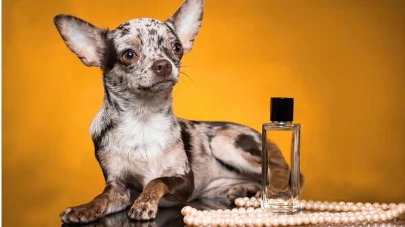 perfume para pet