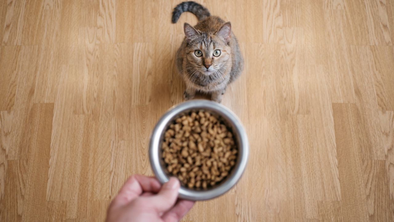 ração para gatos