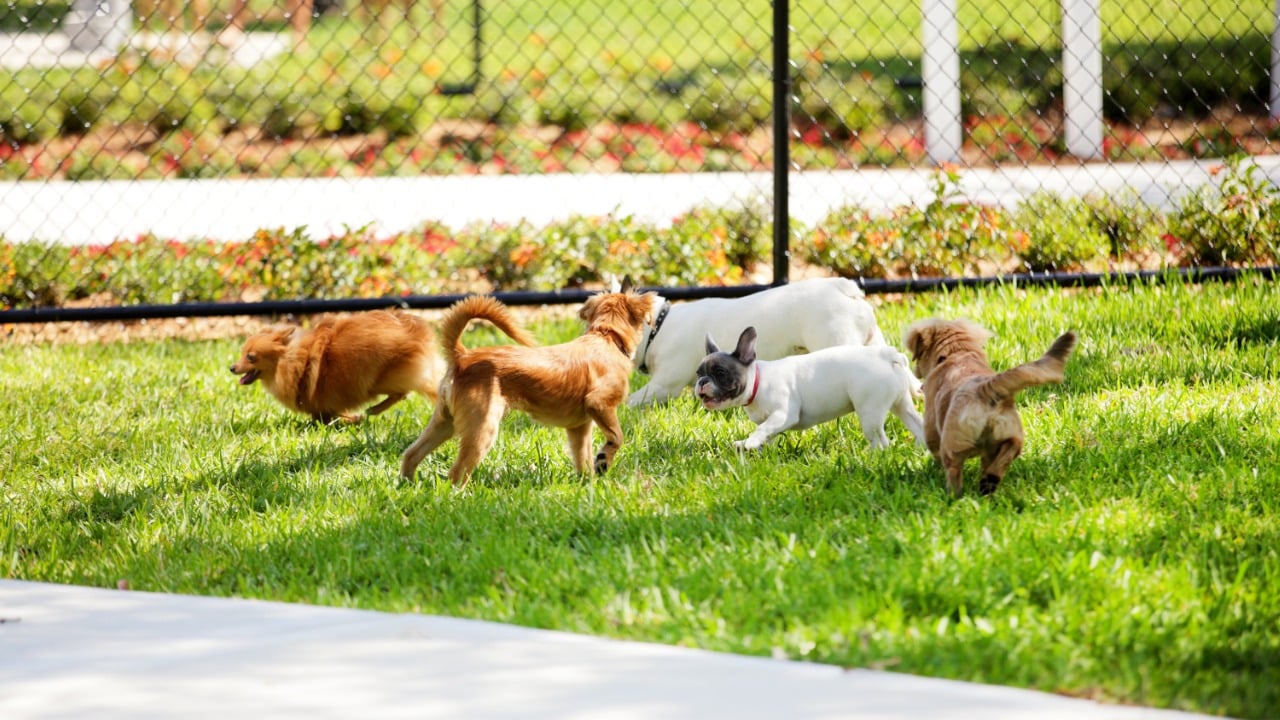 cachorros que todos amam