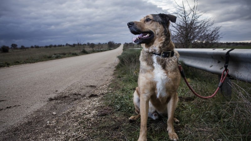 pet abandonado