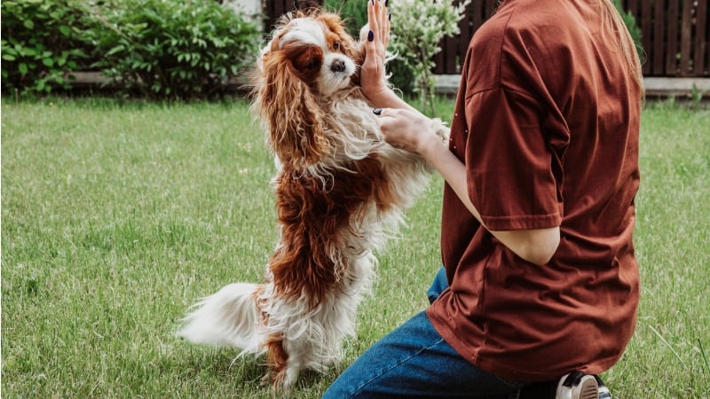 adestrando cão